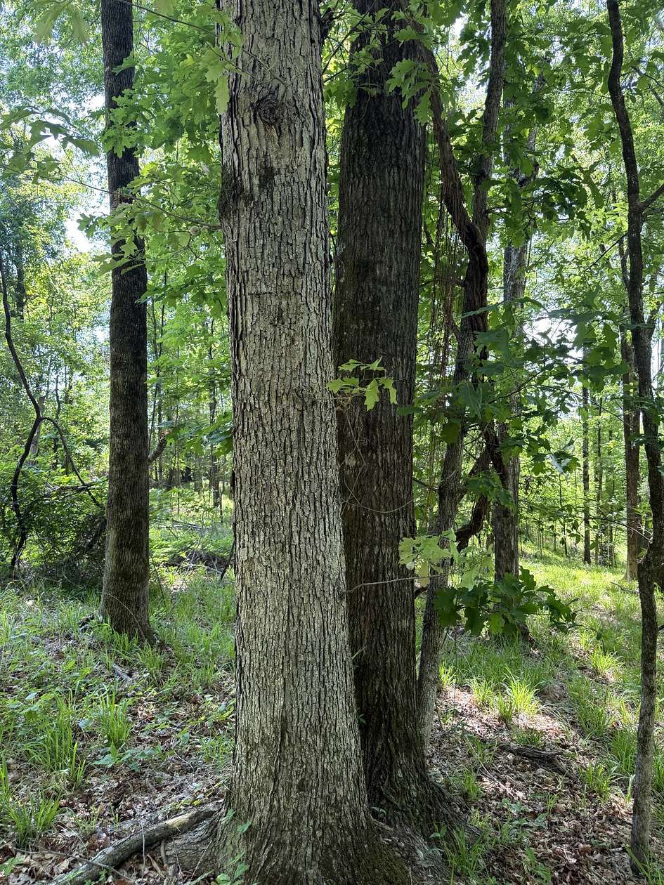 18.5 Acres of Recreational & Residential Land for Sale in McCarley, Mississippi