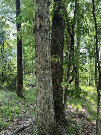 18.5 Acres of Recreational & Residential Land for Sale in McCarley, Mississippi