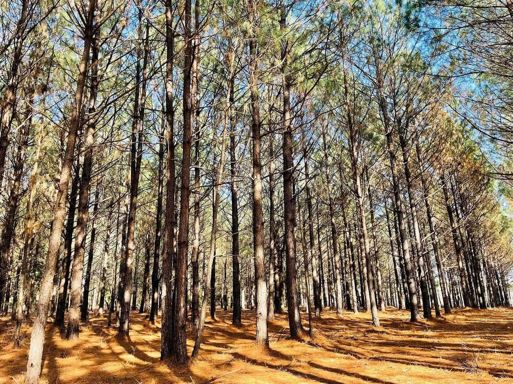38.2 Acres of Recreational & Residential Land for Sale in Bivins, Texas