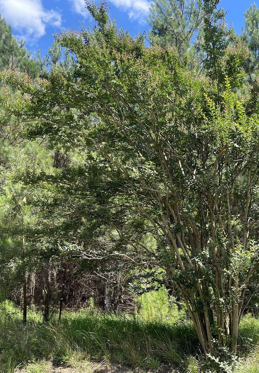 5 Acres of Residential Land for Sale in Saluda, South Carolina