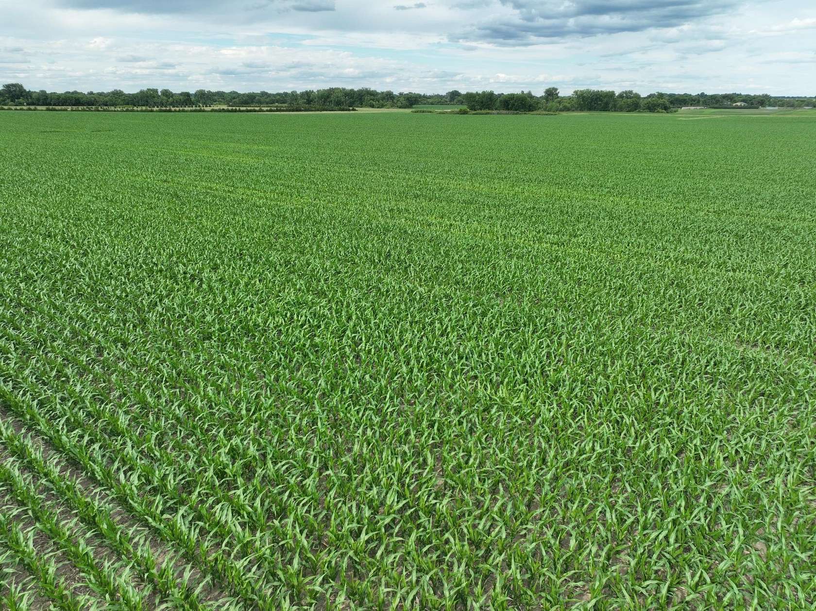 113 Acres of Agricultural Land for Auction in Milan, Minnesota