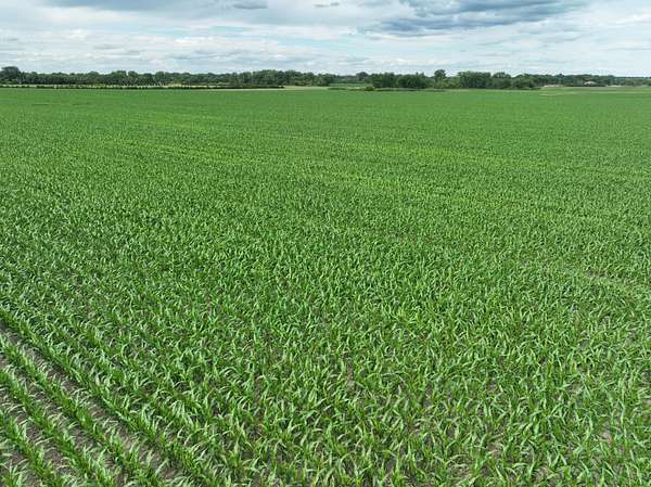 113 Acres of Agricultural Land for Auction in Milan, Minnesota