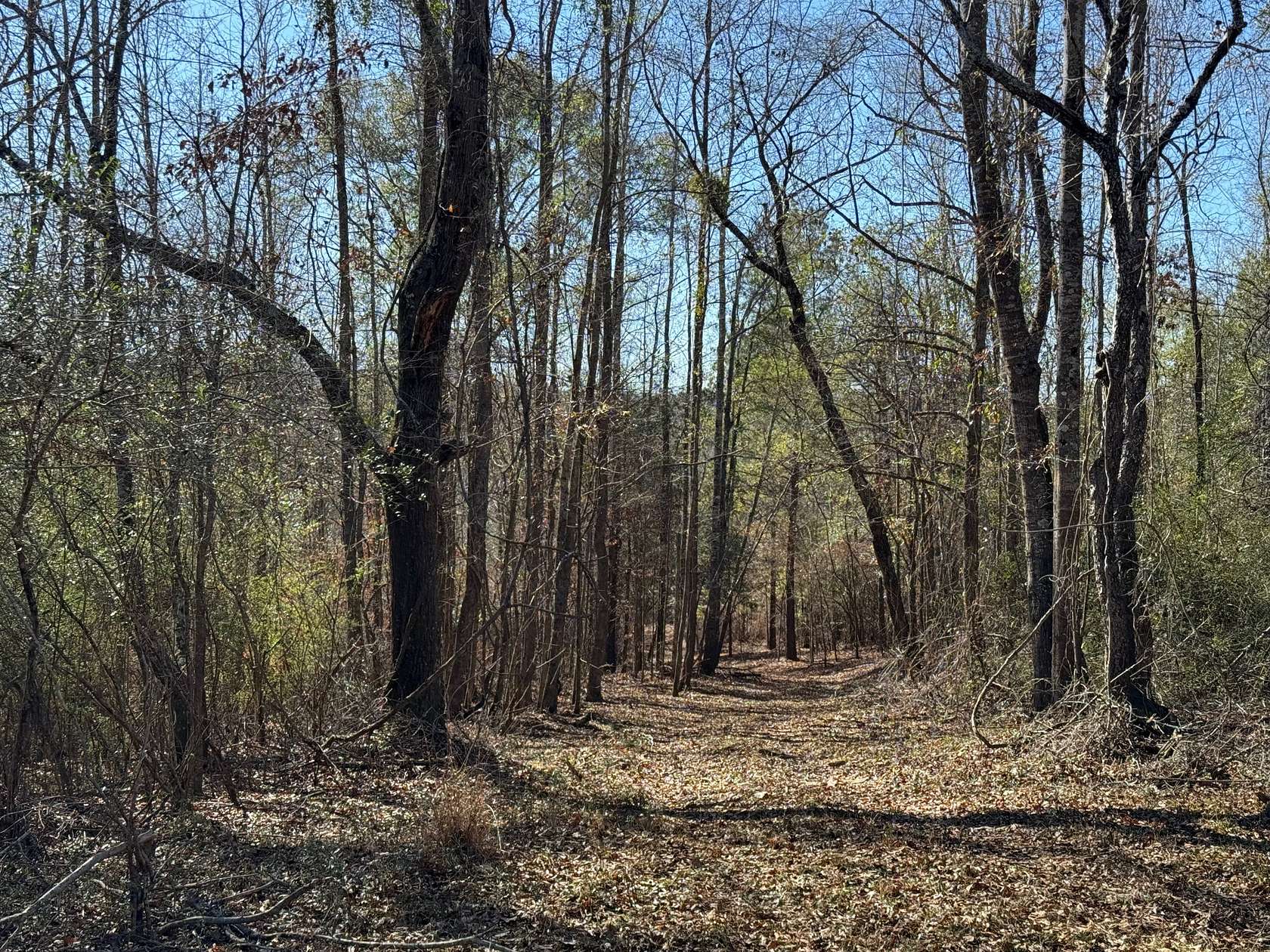 79 Acres of Land for Sale in Moundville, Alabama