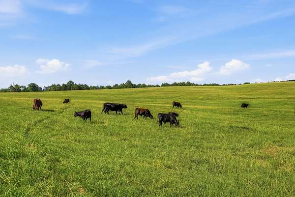 189 Acres of Land with Home for Sale in Richburg, South Carolina