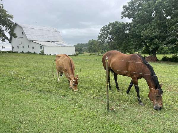 22 Acres of Agricultural Land with Home for Sale in Ava, Missouri