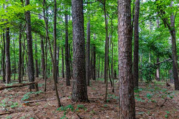 40 Acres of Recreational & Residential Land for Sale in Willow Springs, Missouri