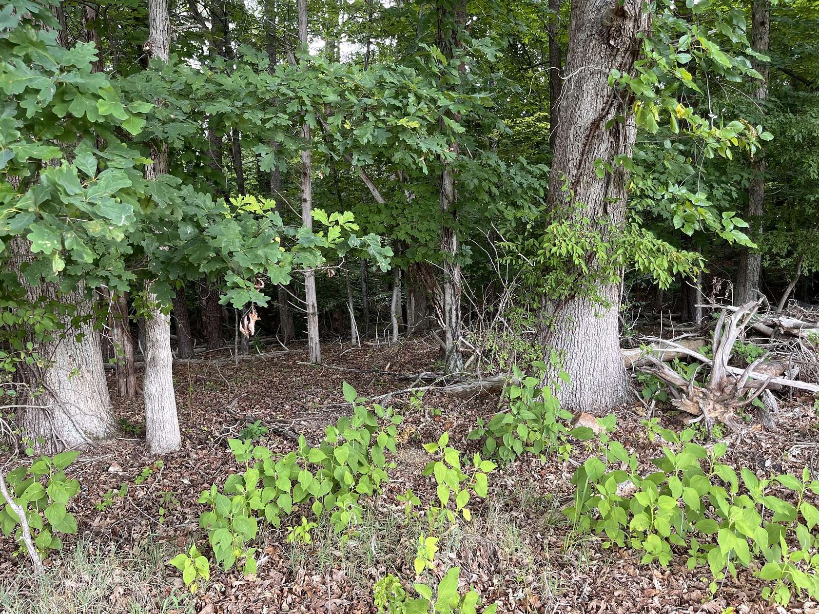 1.68 Acres of Residential Land for Sale in Moneta, Virginia