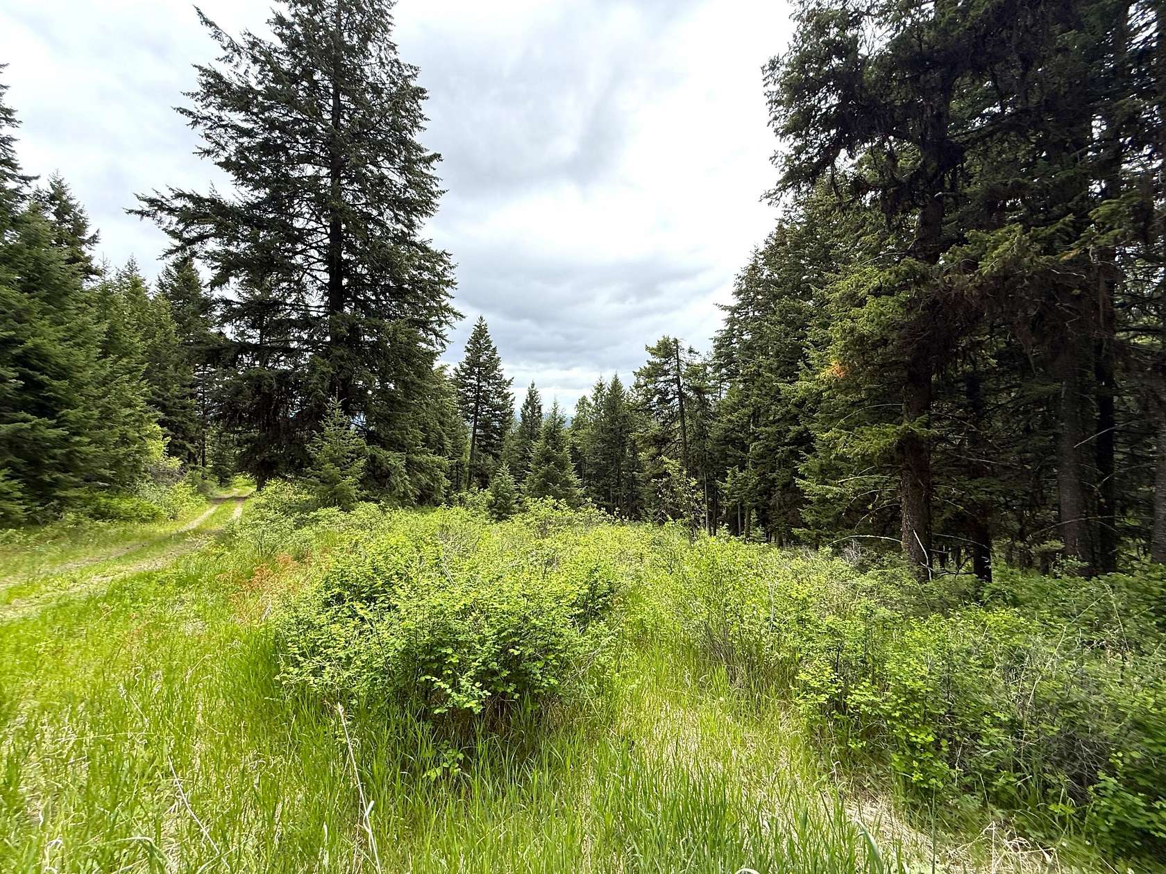 80.7 Acres of Recreational & Residential Land for Sale in Oroville, Washington