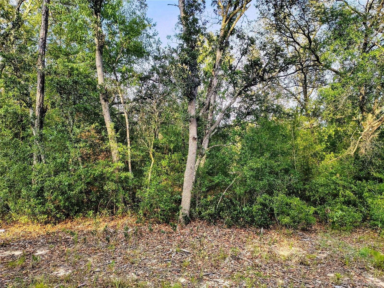 1.25 Acres of Residential Land for Sale in Bronson, Florida