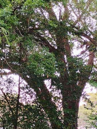 0.22 Acres of Land for Sale in Pensacola, Florida