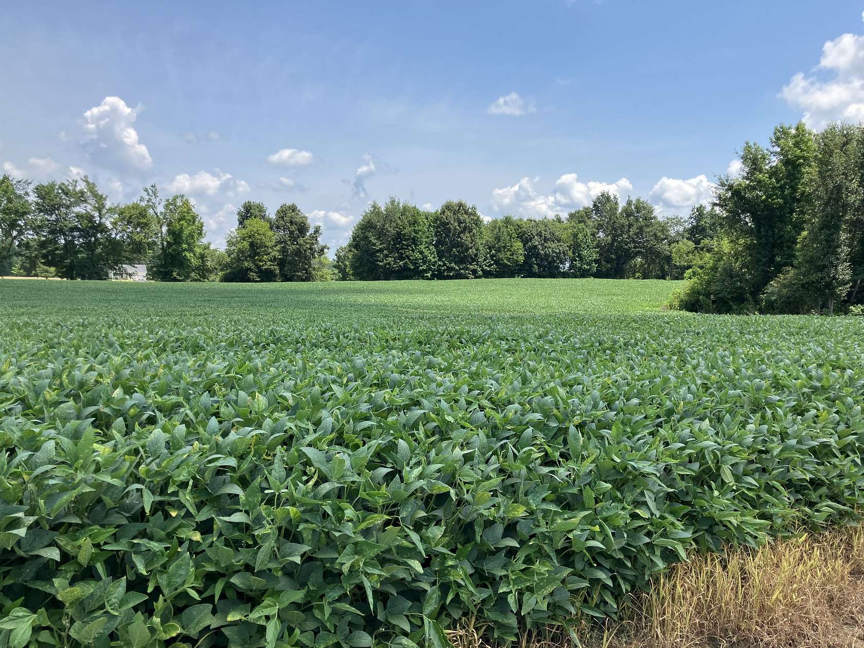131 Acres of Land for Sale in Savannah, Tennessee