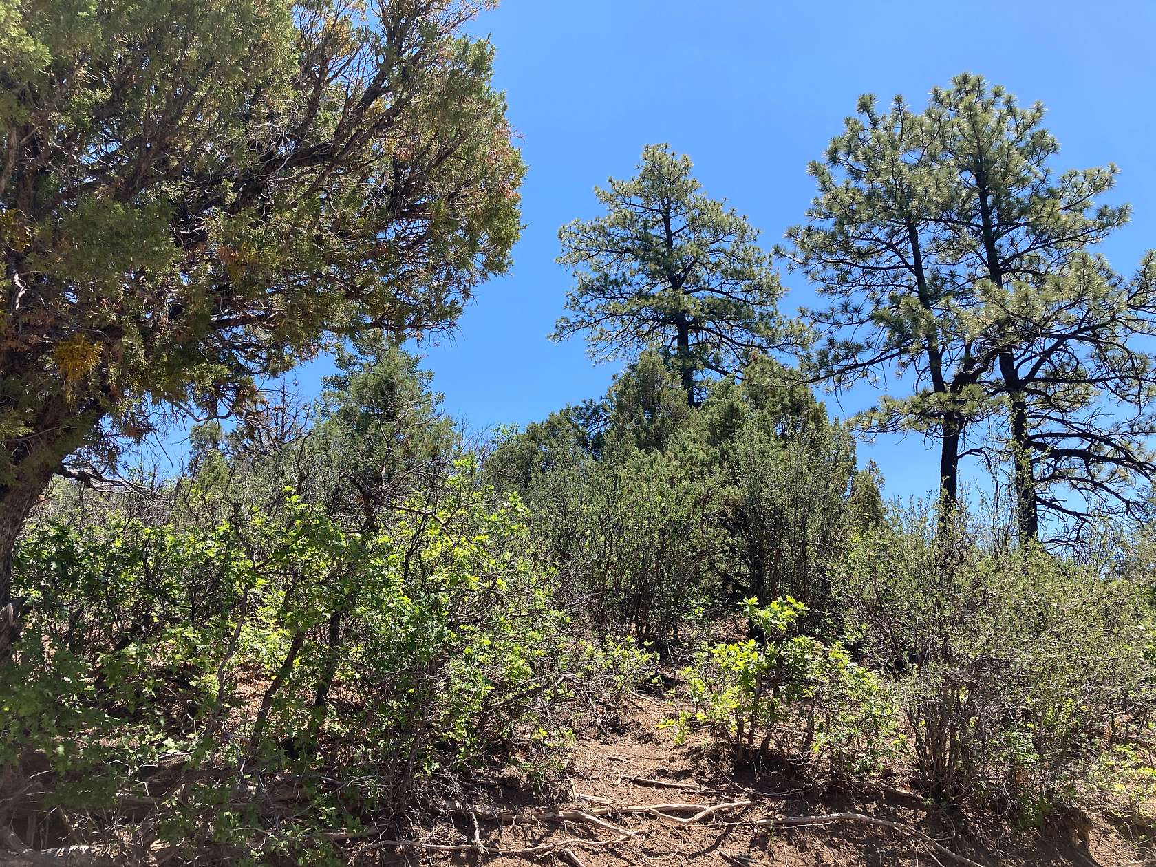 1.5 Acres of Residential Land for Sale in Chama, New Mexico