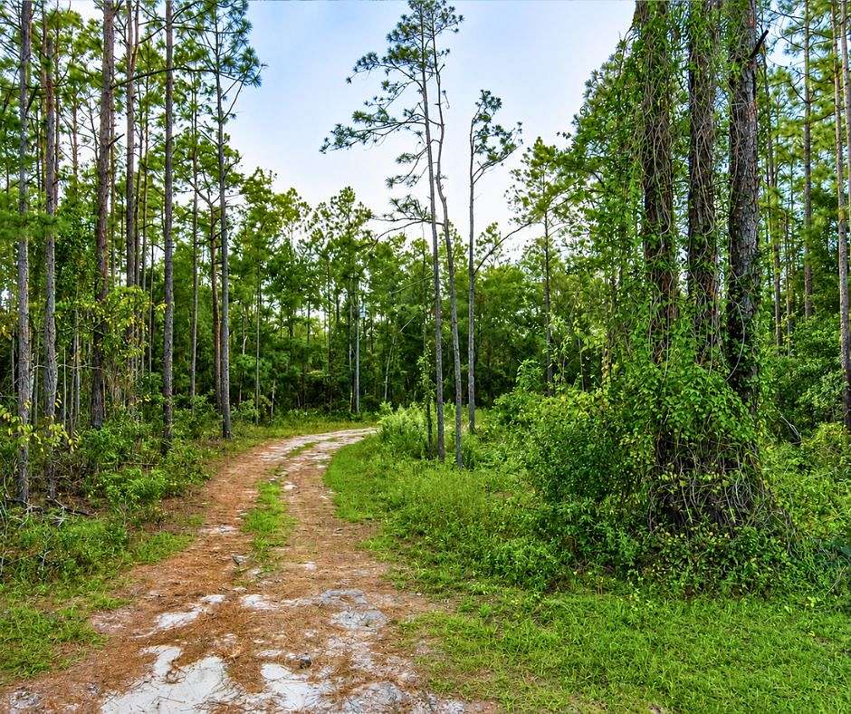 0.51 Acres of Residential Land for Sale in Hawthorne, Florida
