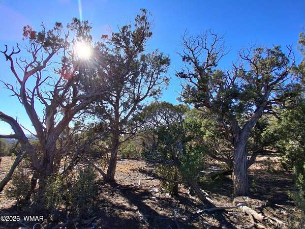 10 Acres of Recreational Land for Sale in Concho, Arizona