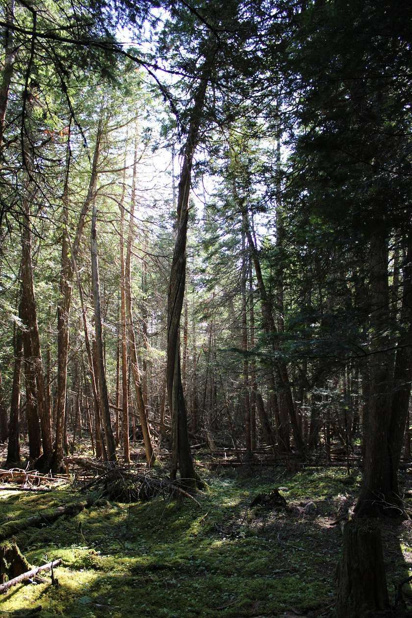 10.4 Acres of Recreational & Residential Land for Sale in Mariaville, Maine