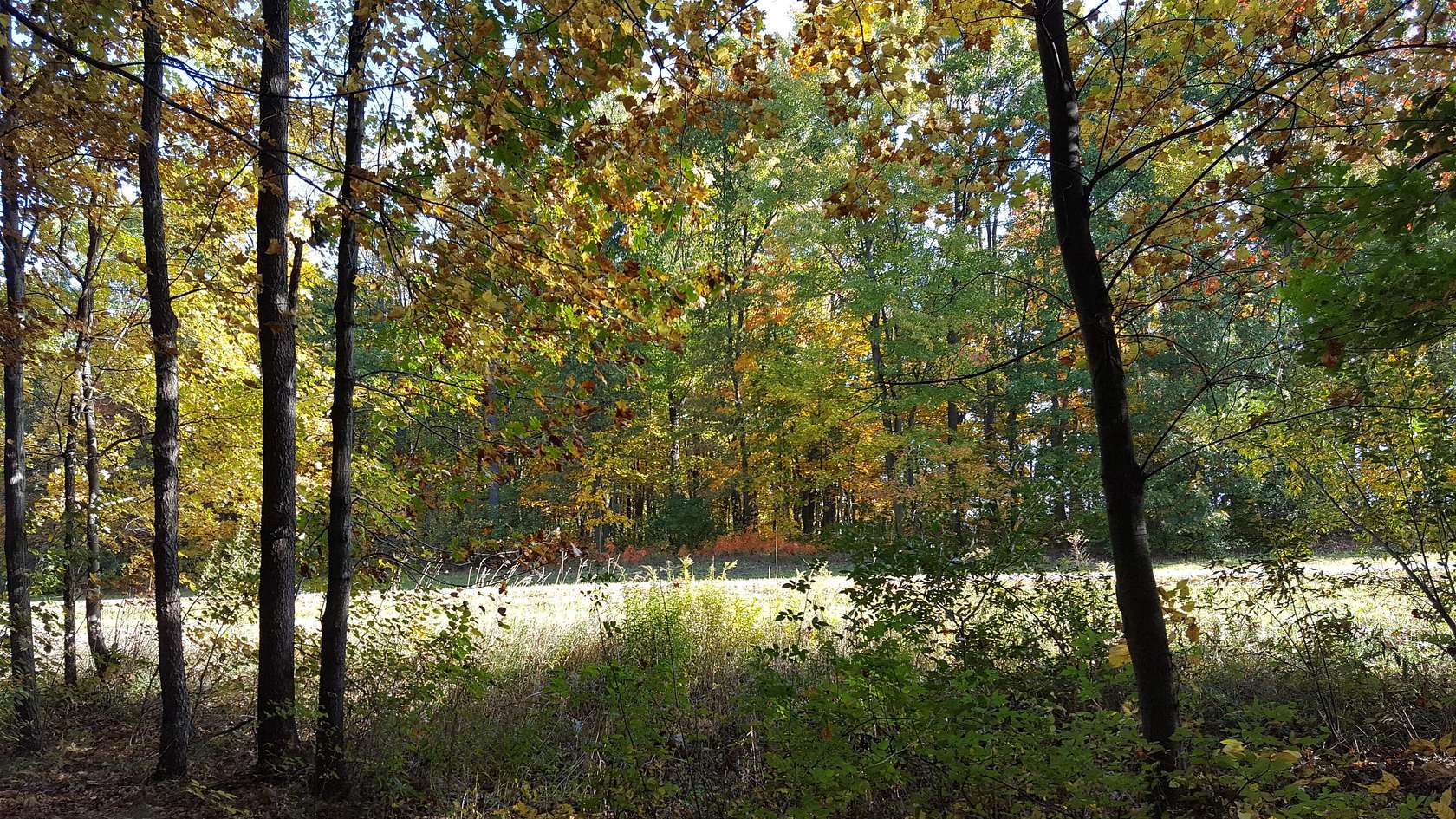 3.29 Acres of Residential Land for Sale in Chelsea, Michigan