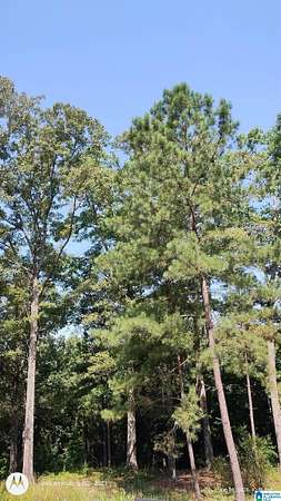 4 Acres of Residential Land for Sale in McCalla, Alabama