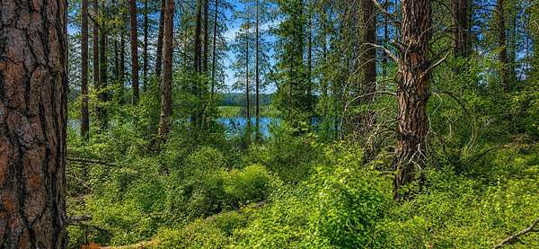0.33 Acres of Land for Sale in Gifford, Washington