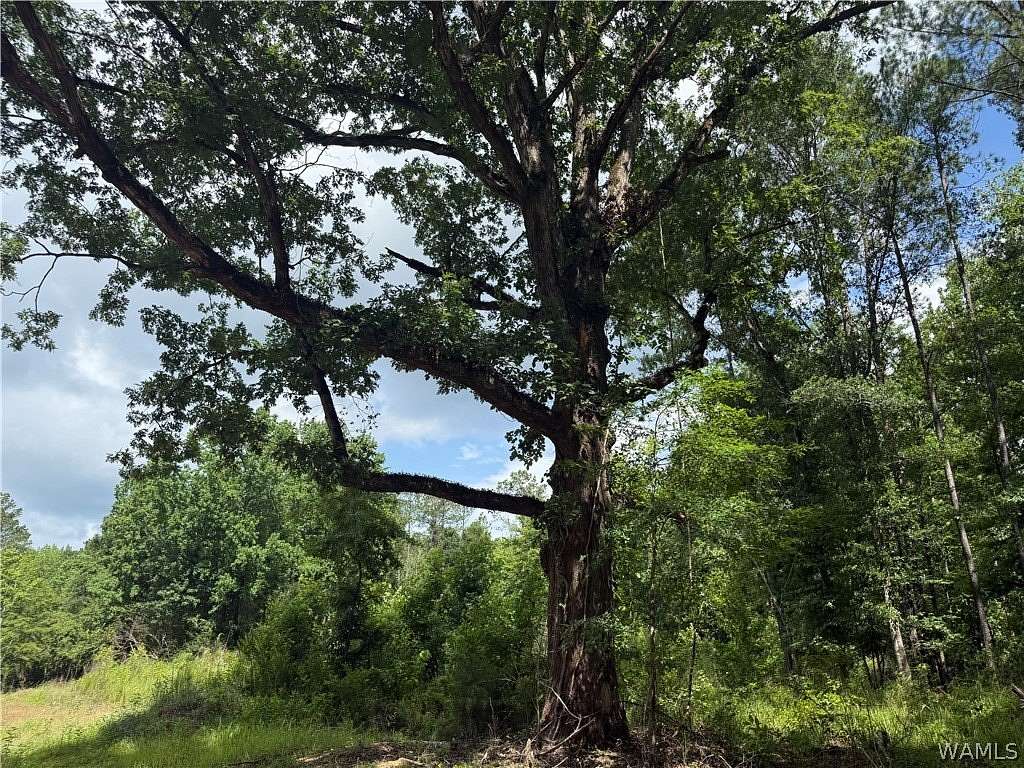 12.5 Acres of Recreational & Residential Land for Sale in Berry, Alabama
