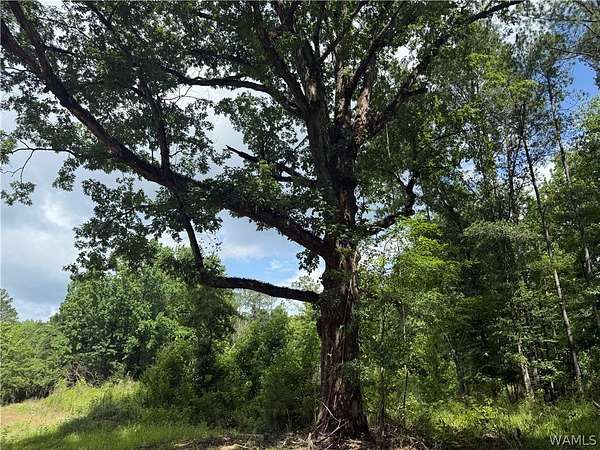 12.5 Acres of Recreational & Residential Land for Sale in Berry, Alabama