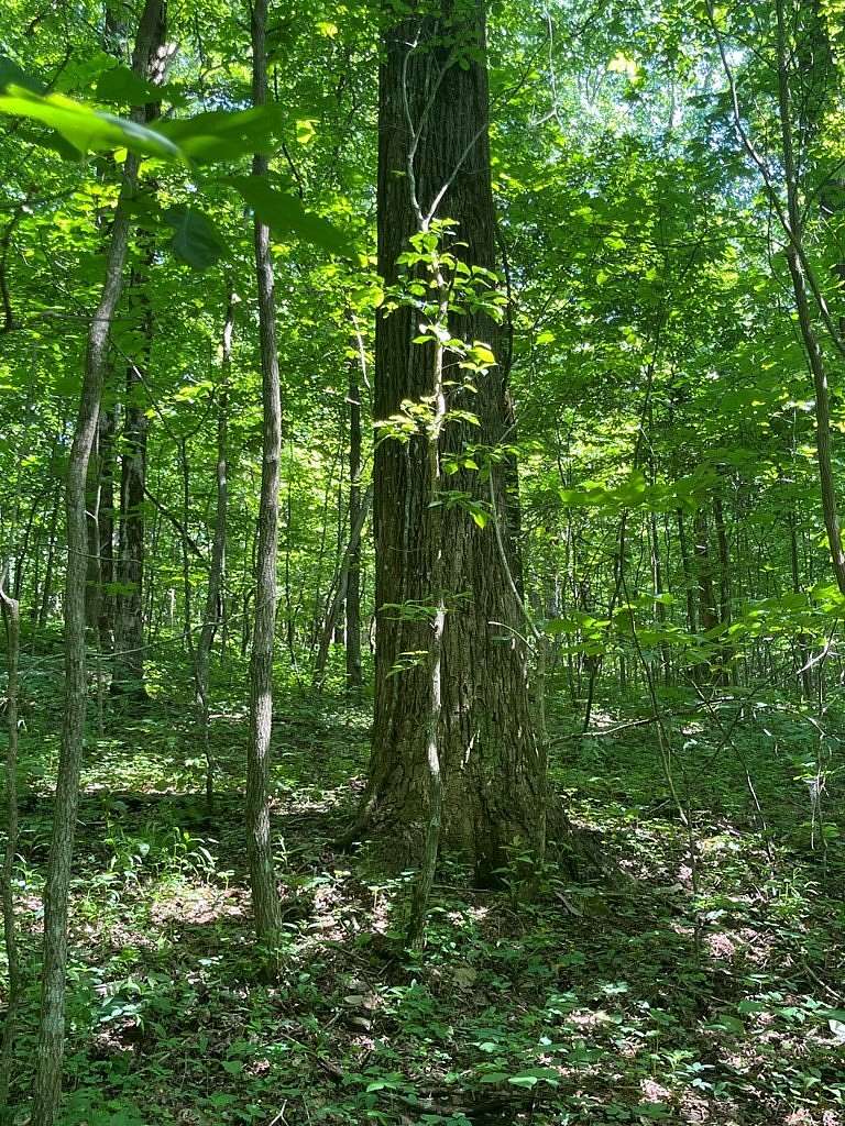 3.68 Acres of Residential Land for Sale in Jasper, Georgia
