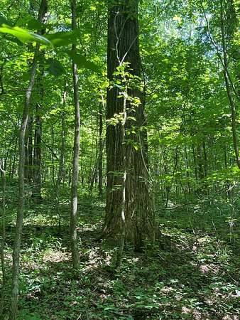 3.68 Acres of Residential Land for Sale in Jasper, Georgia