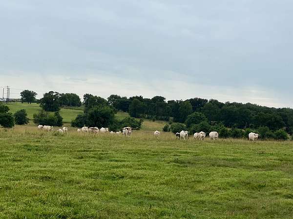 44.6 Acres of Land for Sale in Kenefic, Oklahoma