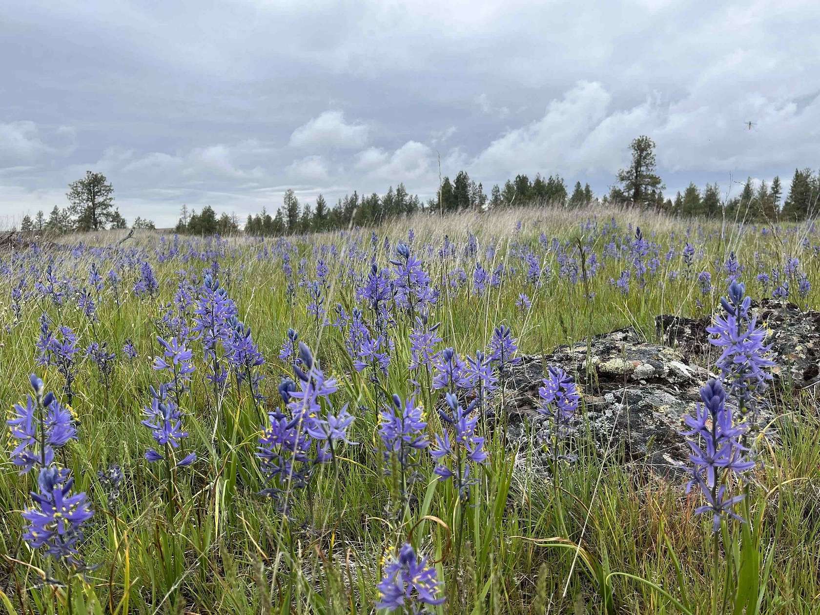 10 Acres of Residential Land for Sale in Edwall, Washington