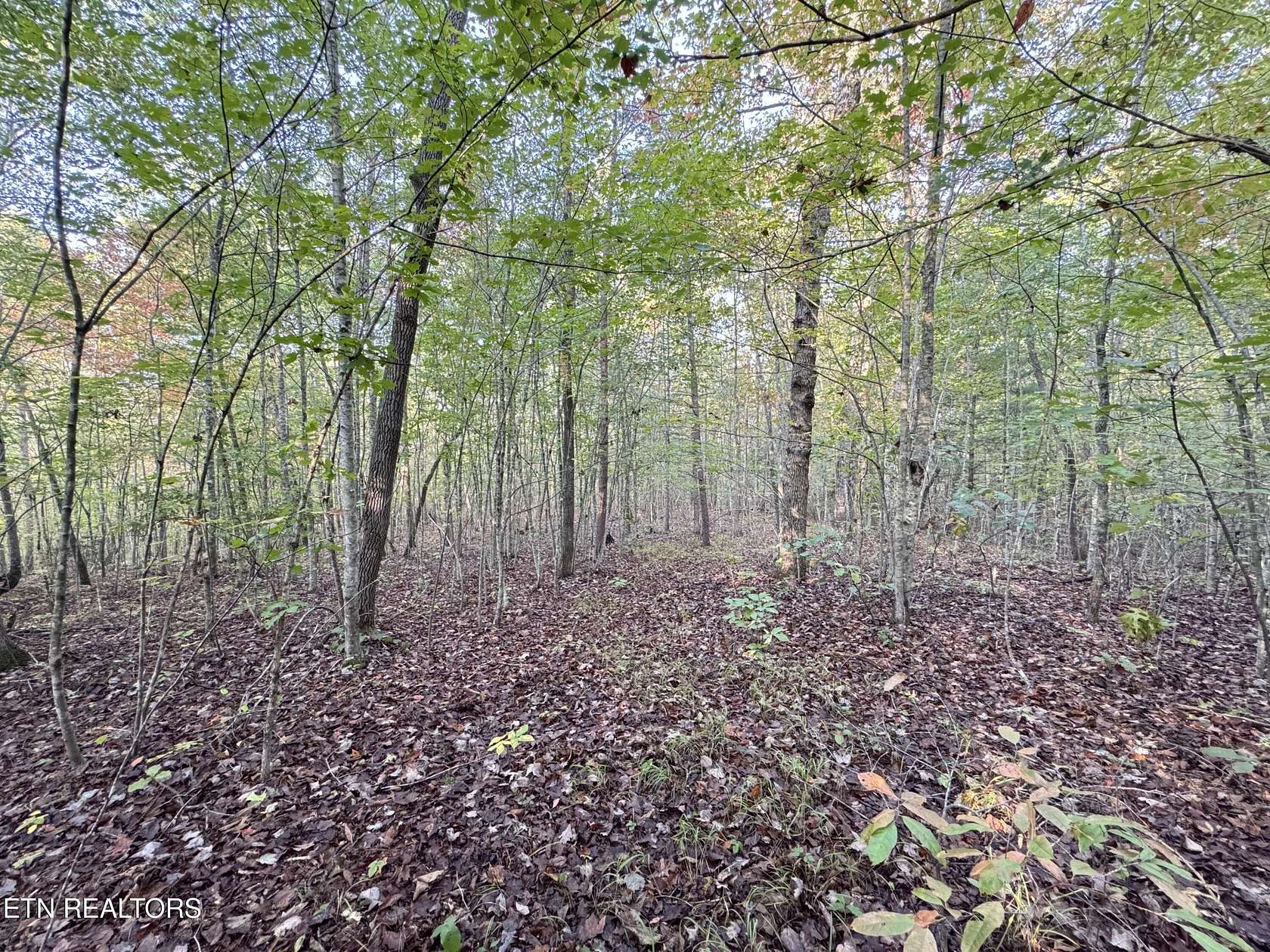 18.9 Acres of Land for Sale in Sunbright, Tennessee