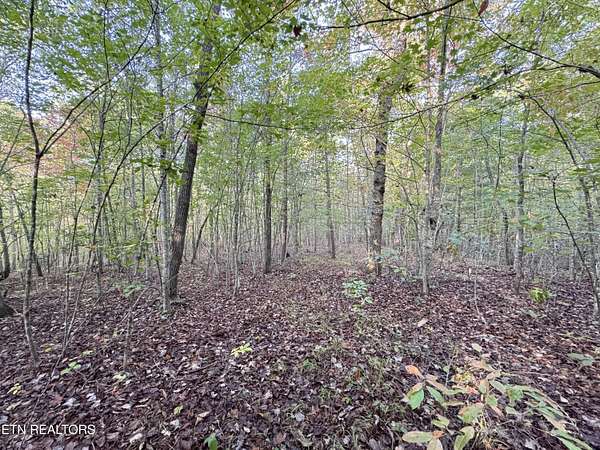 18.9 Acres of Land for Sale in Sunbright, Tennessee