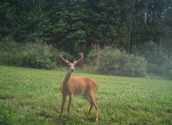 91 Acres of Recreational Land for Sale in Three Rivers, Michigan