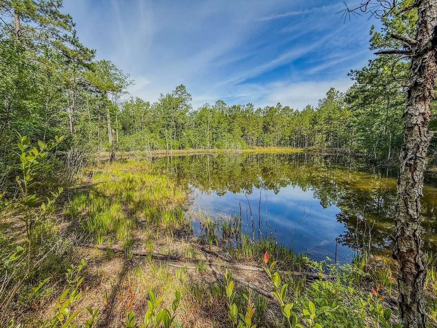 17.1 Acres of Recreational Land for Sale in Patrick, South Carolina