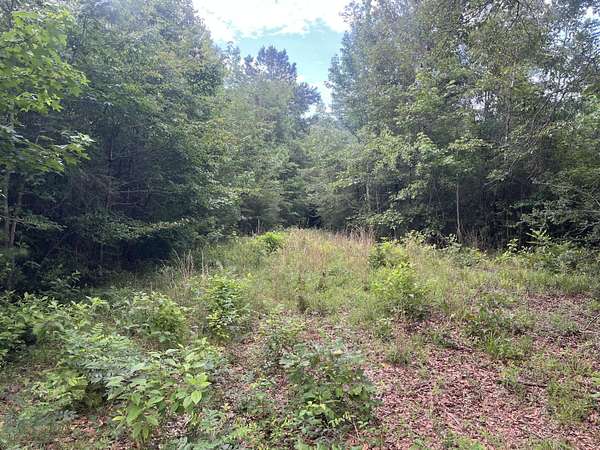 10 Acres of Land for Sale in Waynesboro, Mississippi