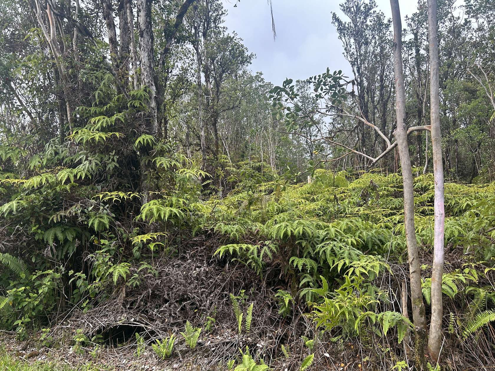 2 Acres of Land for Sale in Mountain View, Hawaii