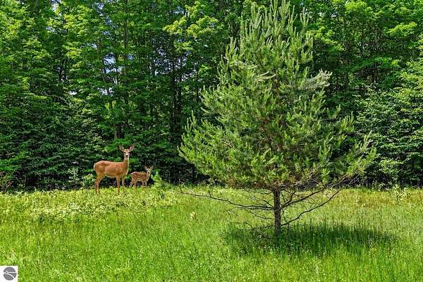 10 Acres of Recreational Land for Sale in Mancelona, Michigan