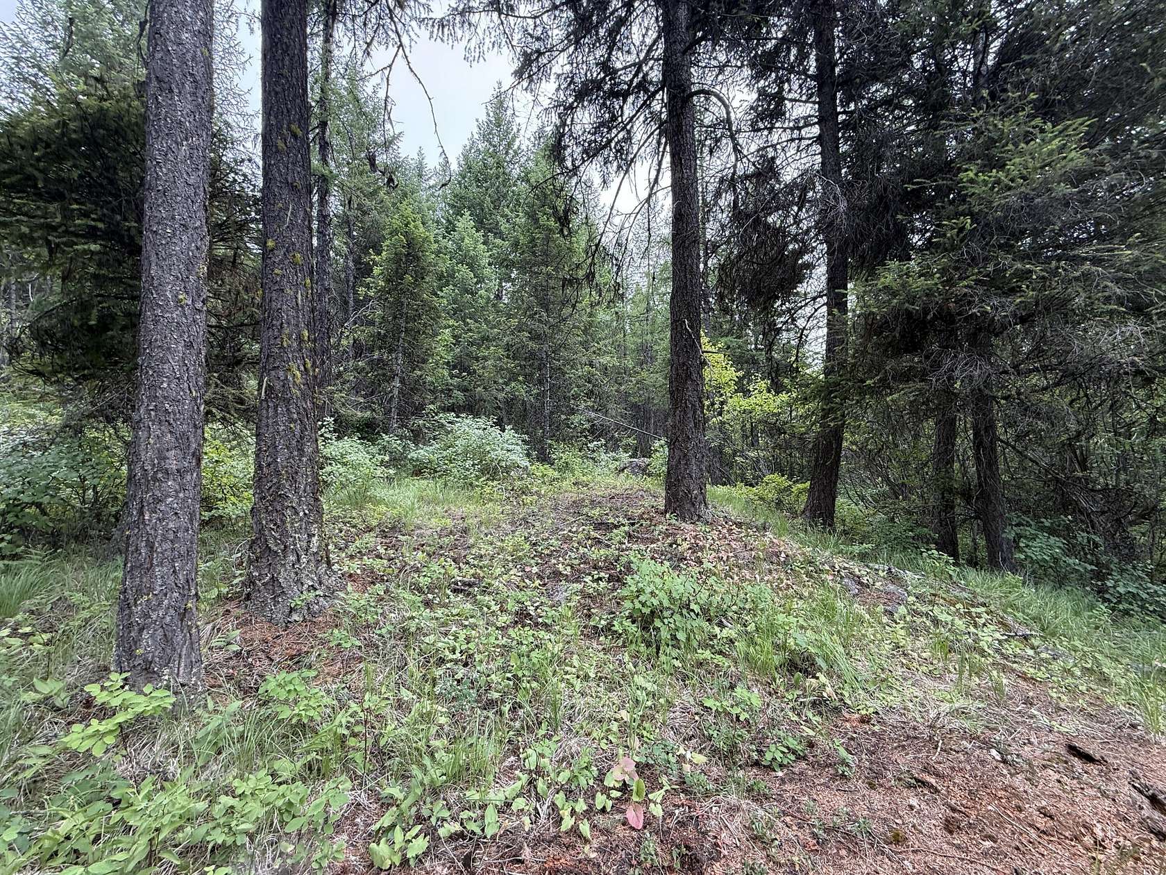 20 Acres of Recreational Land for Sale in Republic, Washington