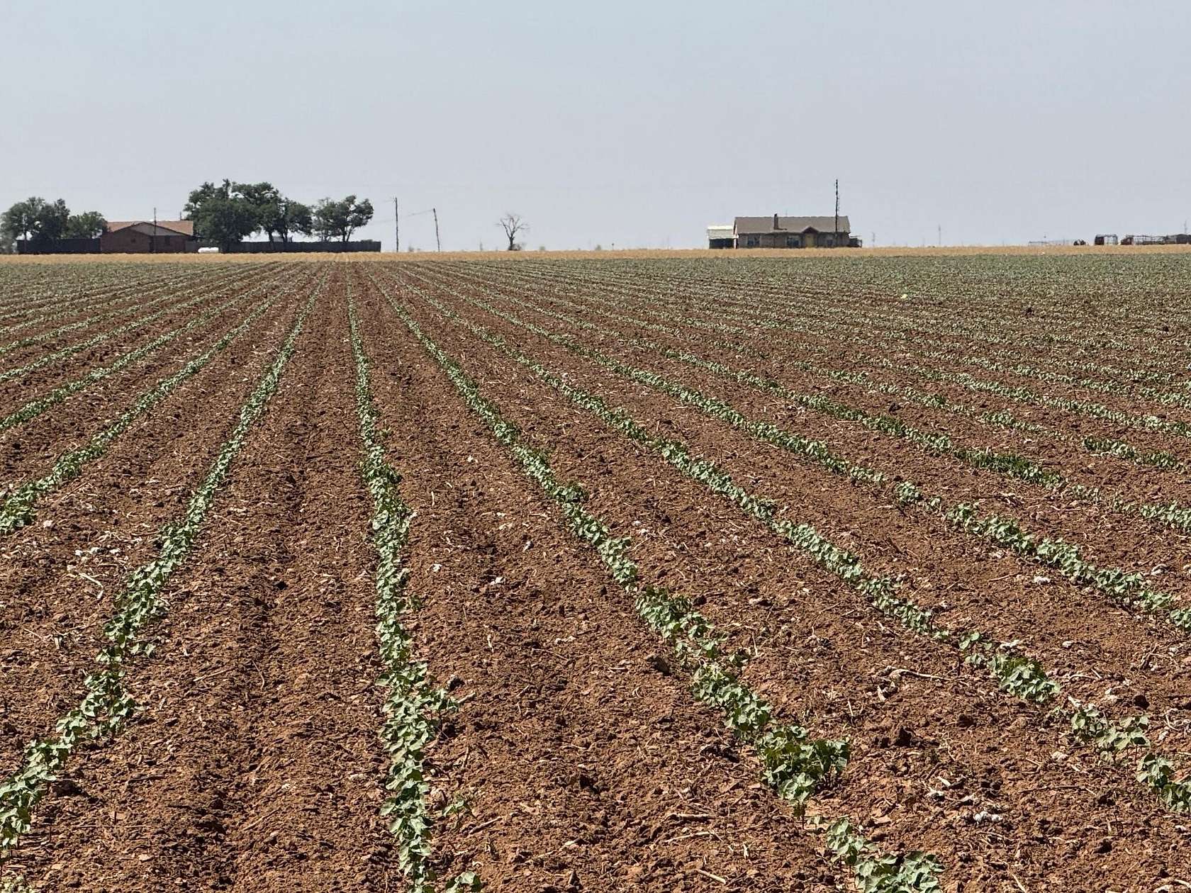 179 Acres of Land for Sale in Lubbock, Texas