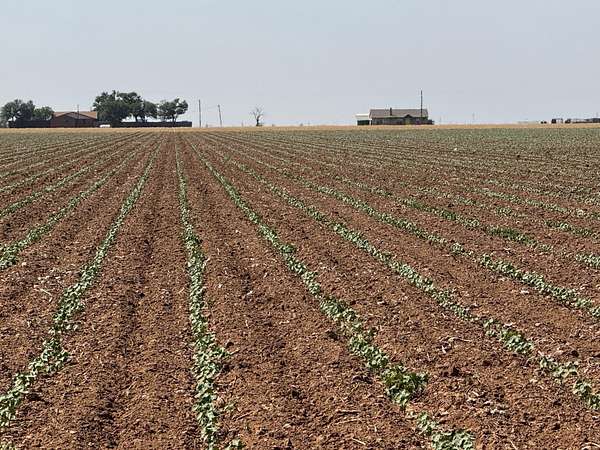 179 Acres of Land for Sale in Lubbock, Texas