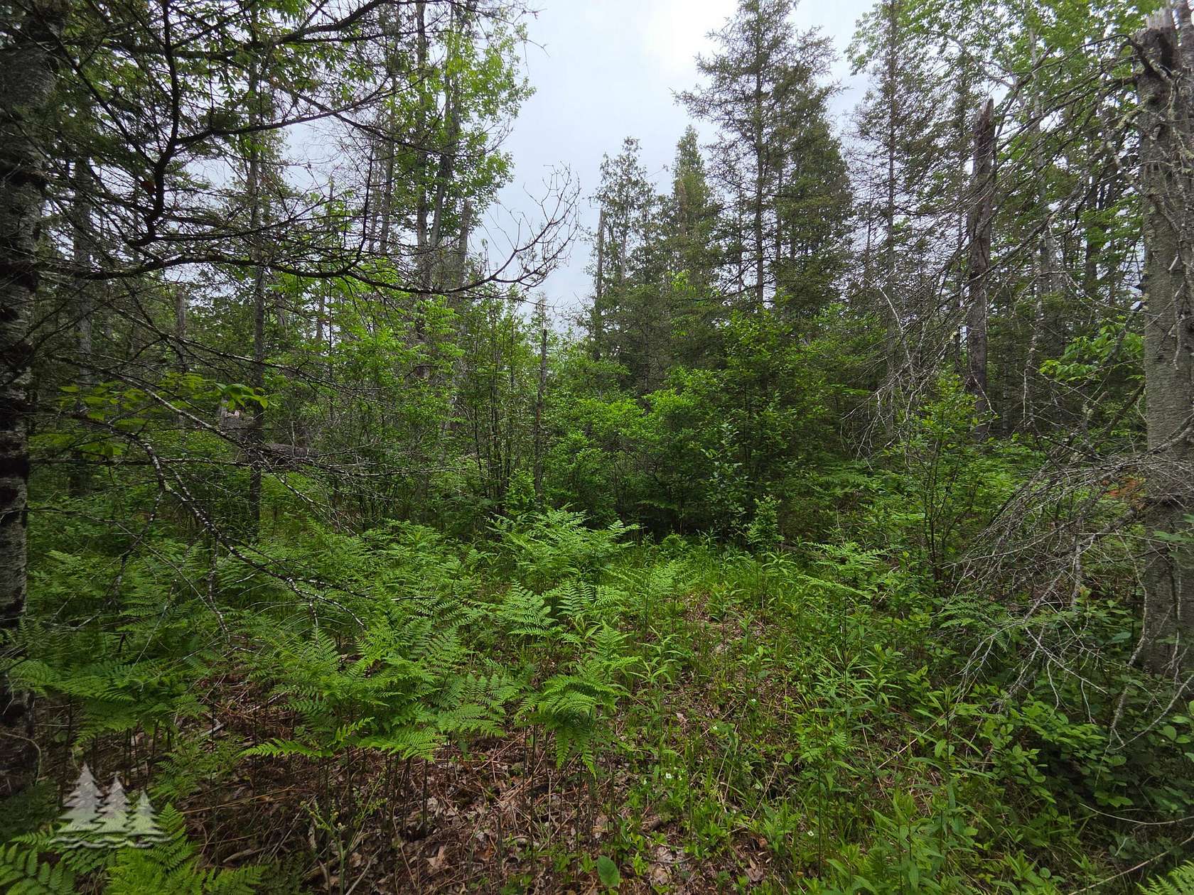39 Acres of Recreational & Residential Land for Sale in Hillman, Michigan