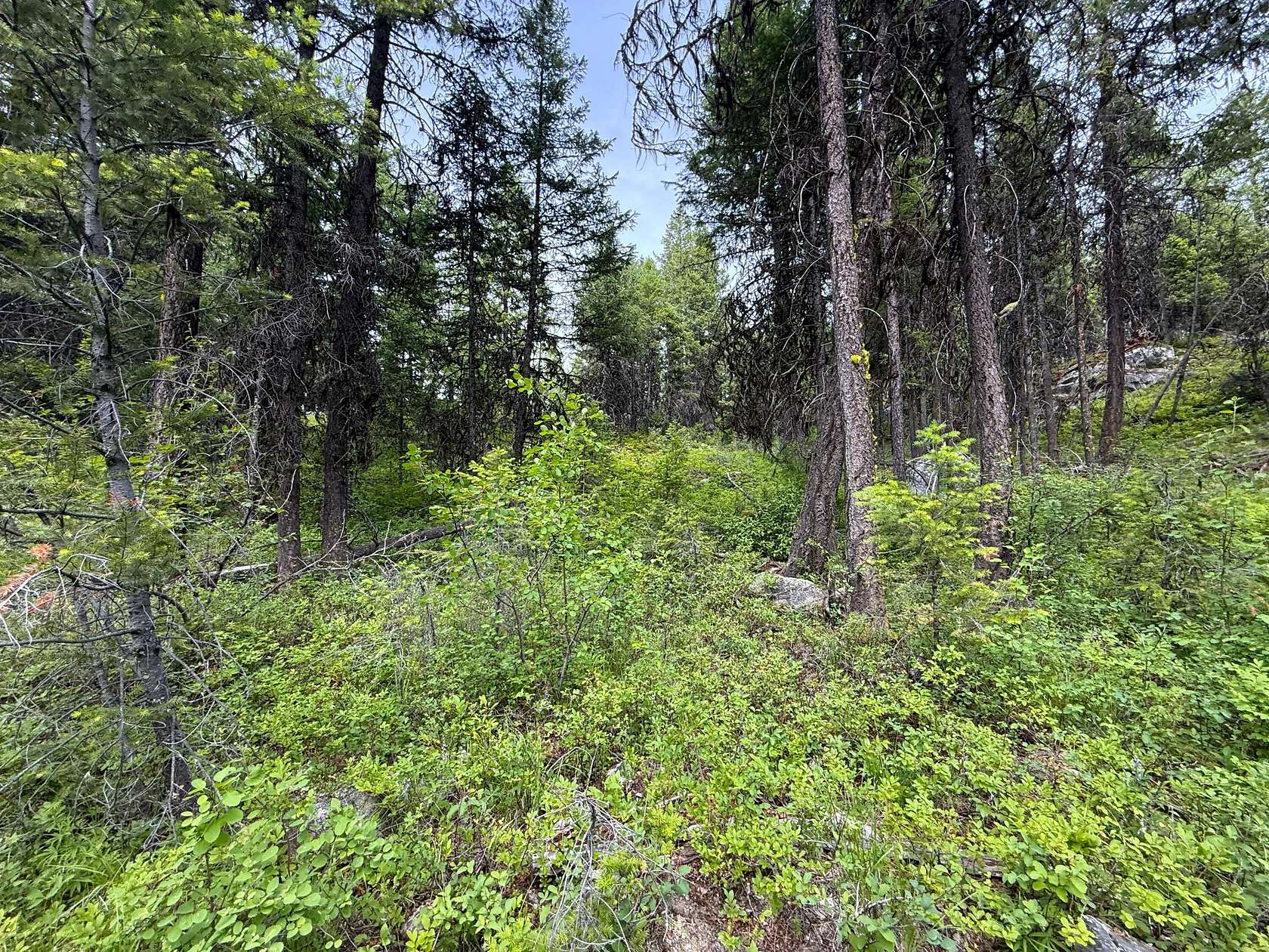 20 Acres of Recreational Land for Sale in Republic, Washington