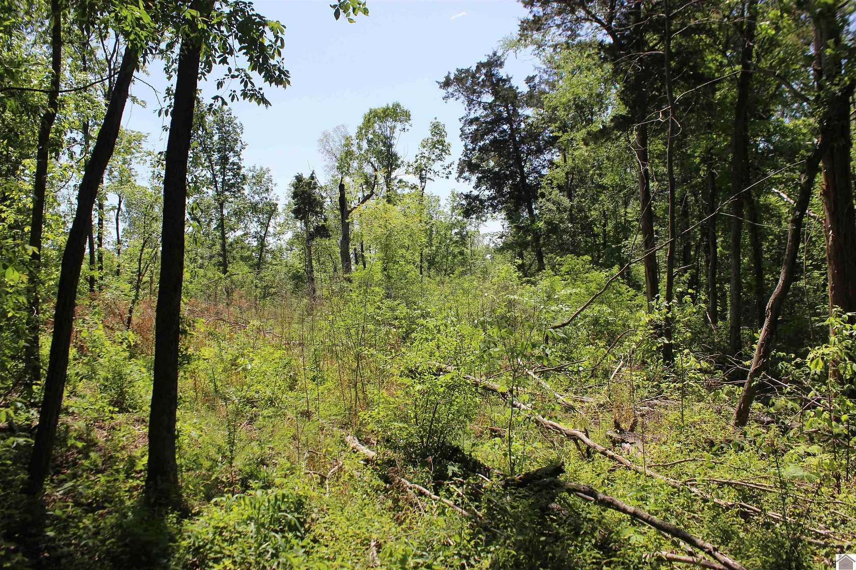 13.9 Acres of Land for Sale in Kirksey, Kentucky