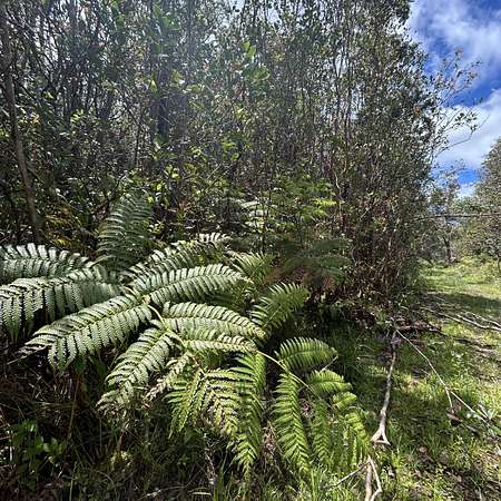 0.28 Acres of Residential Land for Sale in Mountain View, Hawaii