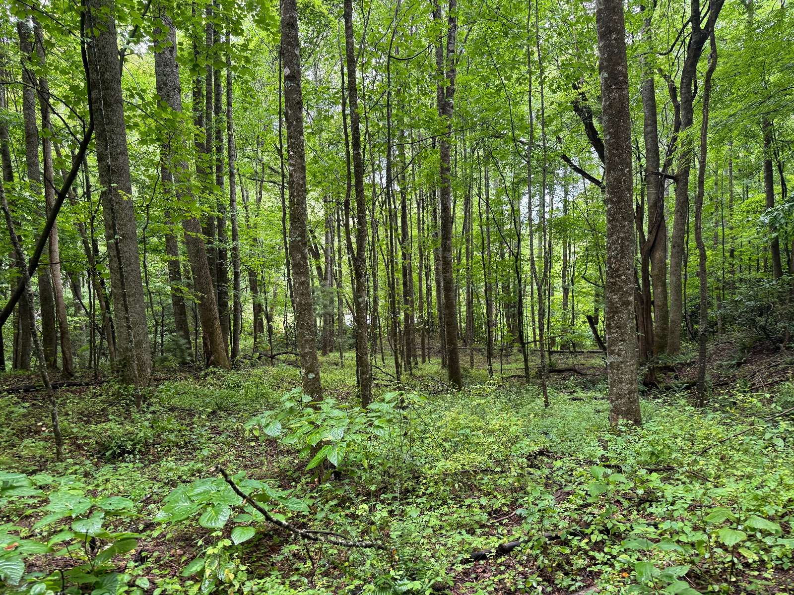 64.3 Acres of Recreational & Residential Land for Sale in Newland, North Carolina