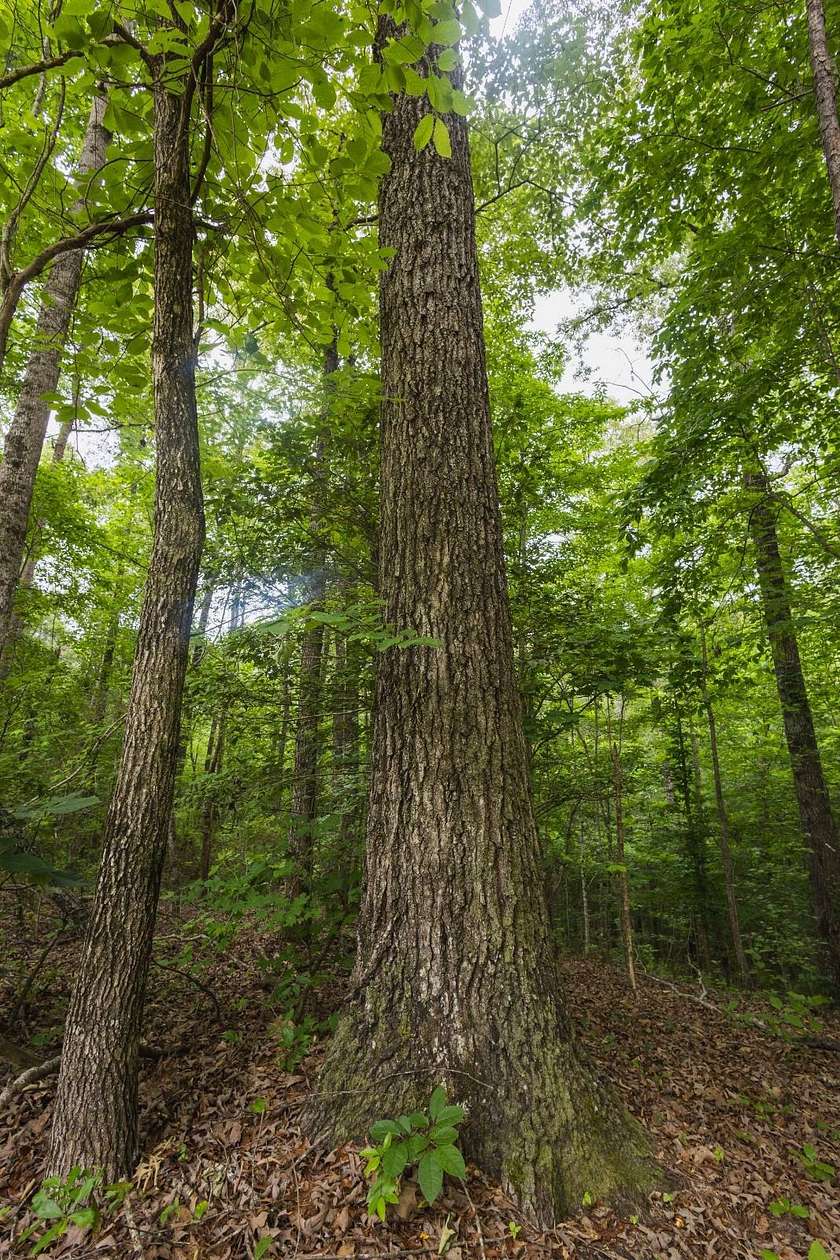 59.6 Acres of Recreational & Residential Land for Sale in Greensboro, Alabama