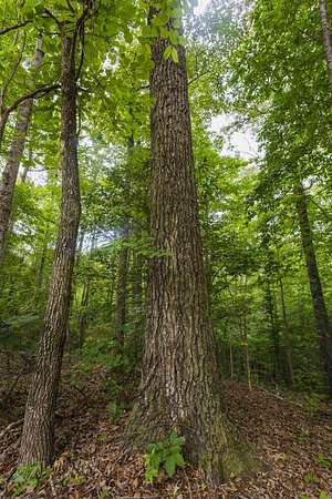 59.6 Acres of Recreational & Residential Land for Sale in Greensboro, Alabama