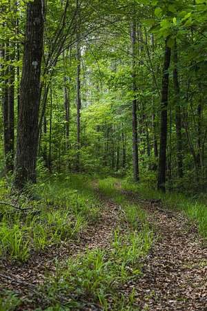 46.6 Acres of Recreational & Residential Land for Sale in Greensboro, Alabama