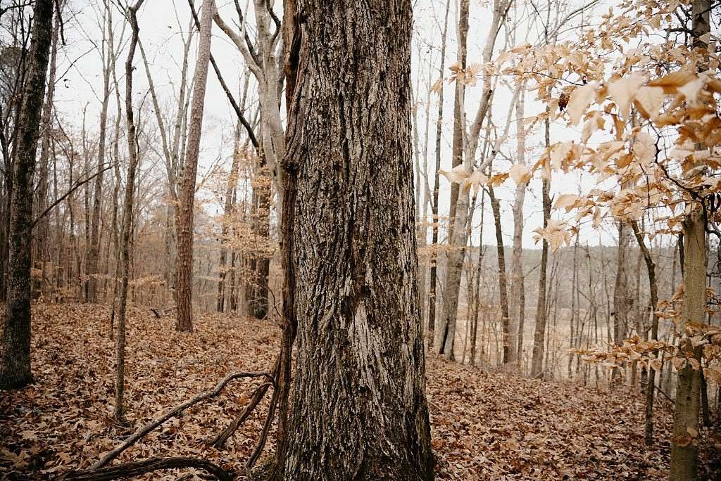 70 Acres of Recreational Land for Sale in Gore Springs, Mississippi