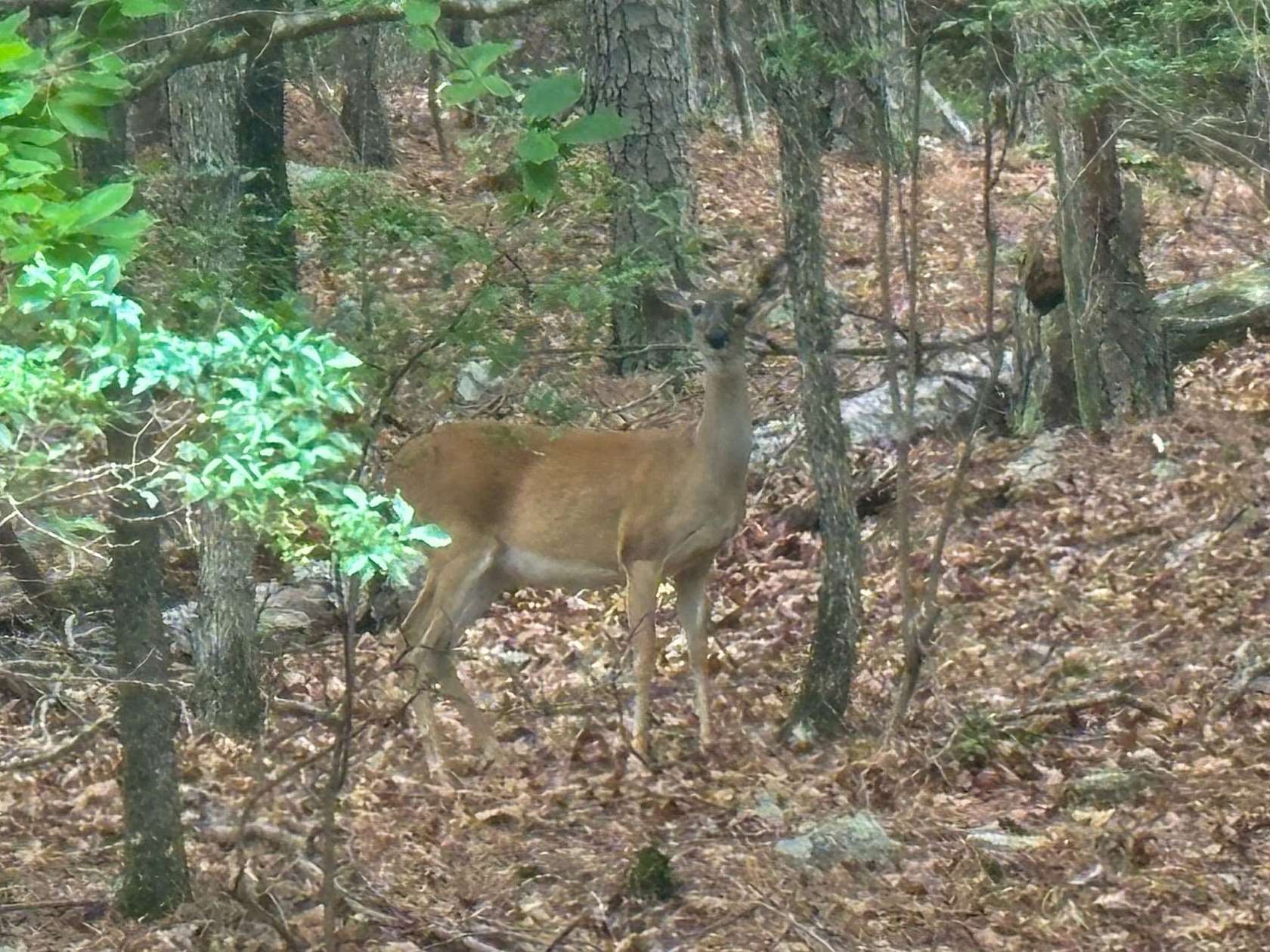 2.52 Acres of Land for Sale in Mount Ida, Arkansas