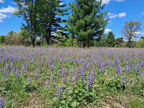 12.9 Acres of Recreational & Residential Land for Sale in Newaygo, Michigan