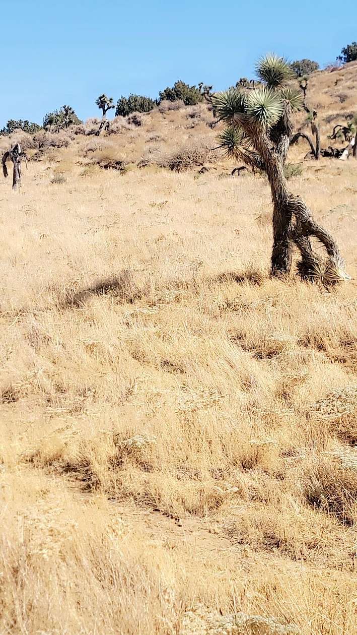 7 Acres of Residential Land for Sale in Palmdale, California